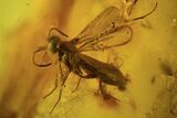 Two Detailed Fossil Flies (Diptera) In Baltic Amber #87195-1